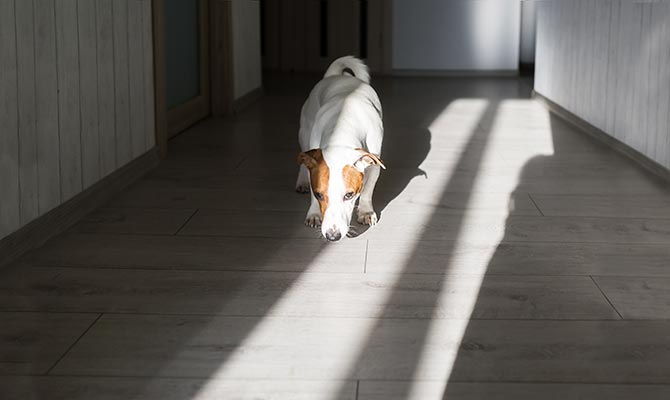Schimmelspürhunde – dem Schimmel auf der Spur