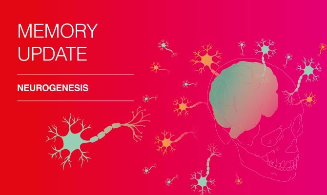A memory update for our biological computer