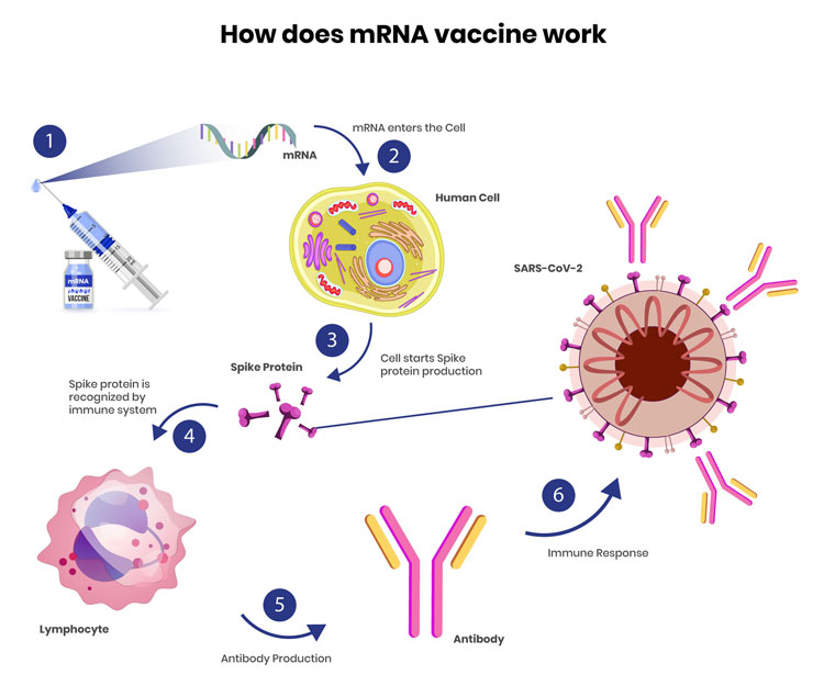 Der Zeit den entscheidenden Schritt voraus: Was mRNA-Impfstoffe möglich machte