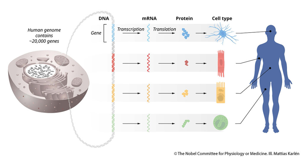 mikroRNA – kleine RNA ganz groß