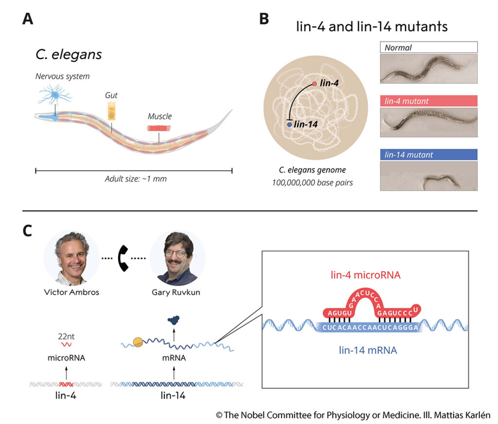 mikroRNA – kleine RNA ganz groß