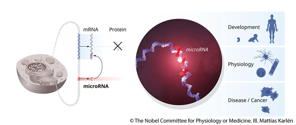 mikroRNA – kleine RNA ganz groß