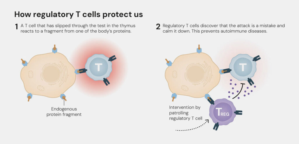 Nobelpreis f&uuml;r Physiologie/Medizin 2025
